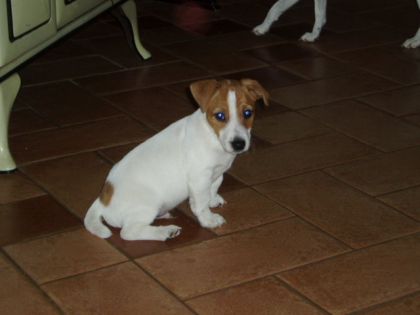Un bb Jack russel .. ;-)