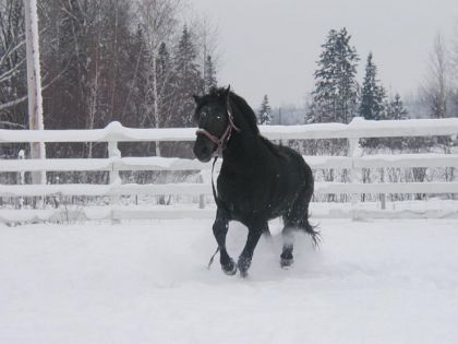 Cheval dans la neige
