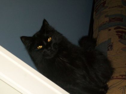 Mon chat :O trop chouu