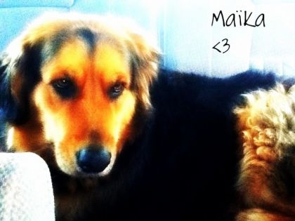 Ma chienne Maïka!