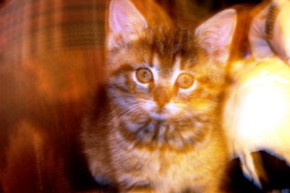 Ma nouvelle petite chatte....on ne lui a pas encore trouvé de...