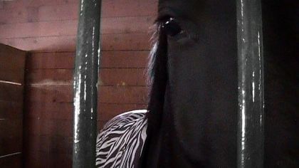 petit yeux  .. (L)