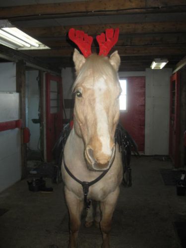 mon rene de noel :D