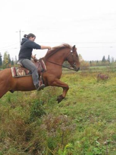 Un cheval saute un fossé