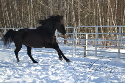 Galop dans la neige
