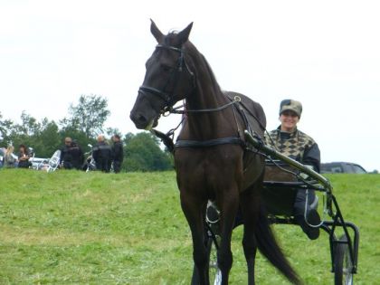Une femme conduit un cheval attelé