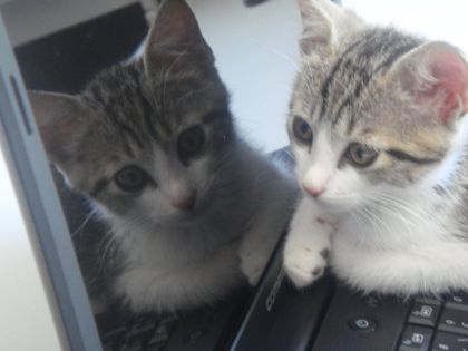 Oh, y a un autre chat comme moi derrière ! Euh...C'est toi.. lol