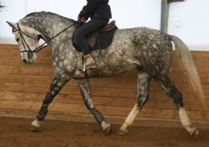 Vivaldy , Un grand cheval Hanovrien ! Super gentil et adorable 