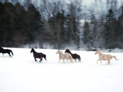 La gang de chevaux sauvages!:P