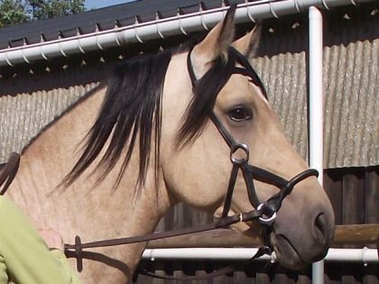 Lors du premier concours :) avec son joli bridon sans mors! Je...