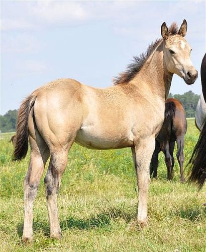 Holly Belle Dun It, mon cheval de reining au Futurité en 2013!