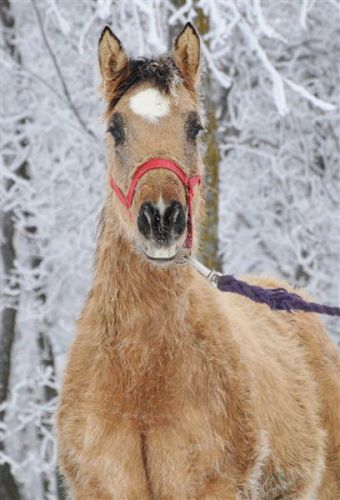 Miss Hollywood Charm, le cheval de reining de mon chum pour les...