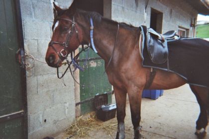 mon gros bébé d'amour! Lackmé! ( c'est un cheval Belge pour les...