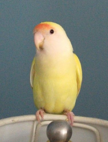 Voici b&eacute;b&eacute; Spy =)