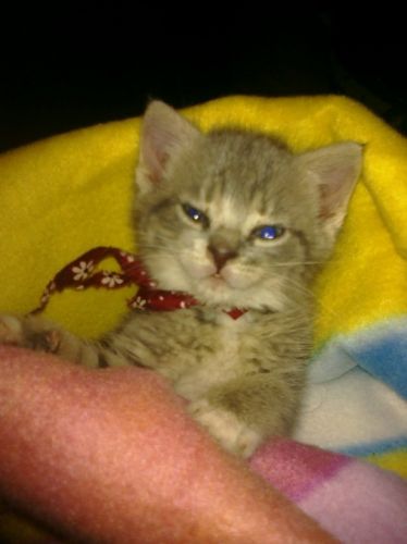 Mon petite chaton! Elle a tout qu'un sourire ;)