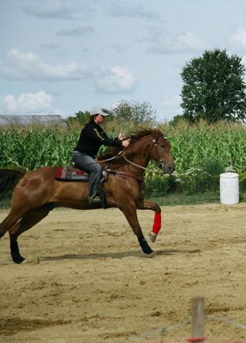 Cheval et cavalière western