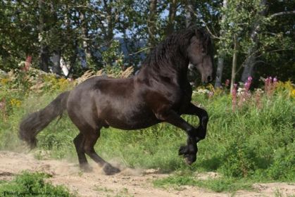 Hendrick , hongre frison