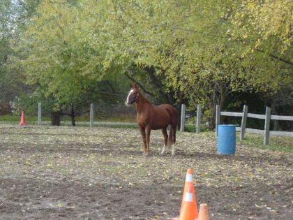 Mon cheval Dans le paddock :)
