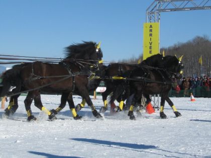 Derby St-Hubert  (Lévis 2011) - Démonstration à 4 chevaux , de...