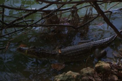 maman crocodile a deux pieds de moi