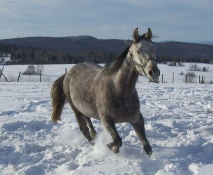 Gaya dans la neige
