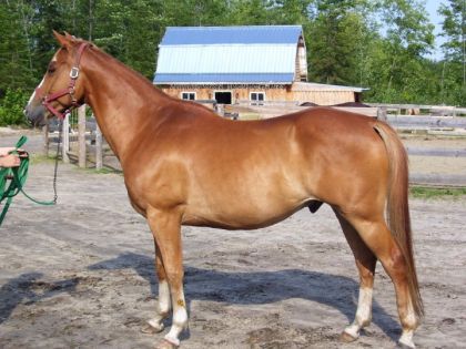 Mon ancien cheval.. Partner en 2006