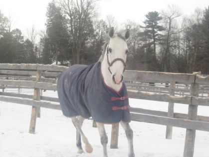 Le nouveau cheval a notre ecurie Casantos :) :) Il est tlm...