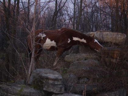 Paint ou cheval des montagnais!!!