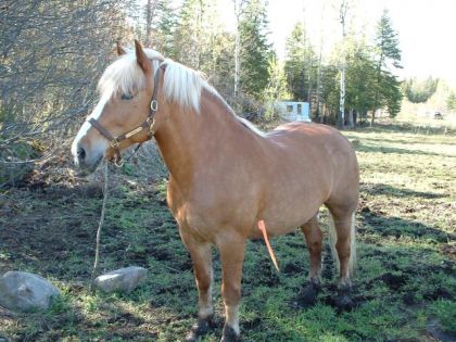 La belle Saga, mère de mes pouliches