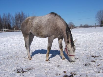 Skittle, accotée dans la neige
