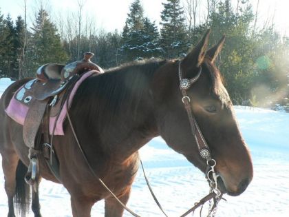 Mon petit cheval de plaisance! shooting 29 janvier! je ladore!...