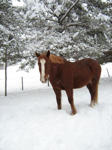 Praline dans la neige