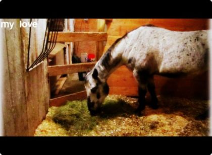 mon gros que j'adoore :) mais il est plus gros sur la photo x)