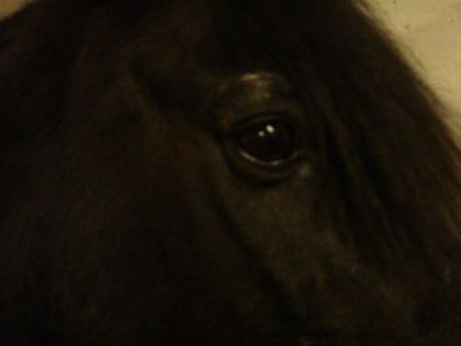 Quoi de plus beau que le regard d'un cheval qui vous accorde...