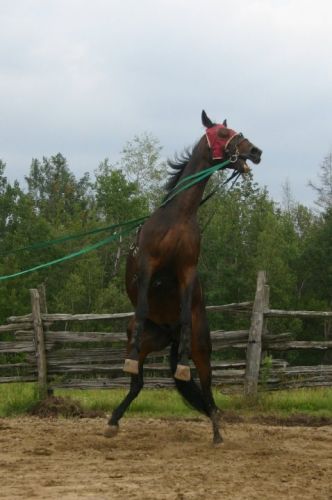 Un cheval se lève debout