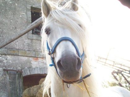 Lucifer Étalon Camargue 