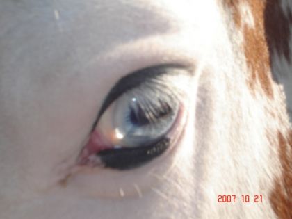 Son oeil!
