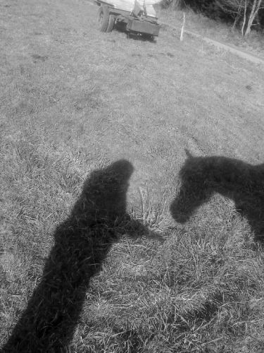 -"Vient mon petit cheval j'ai quelque chose à te dire"  -"Qu'il...