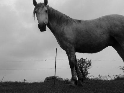 Plus je connais les hommes plus j'aime les chevaux