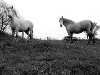 Les drôles de chevaux