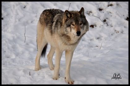 une autres photos des tits loup loup