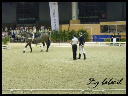 La voltige du salon du cheval de Paris 2010