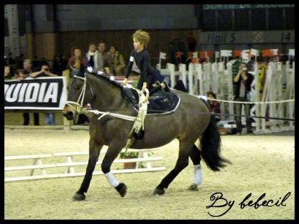La voltige du salon du cheval de Paris 2010
