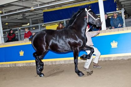 Moonlight championne junior Royal Winter Fair
