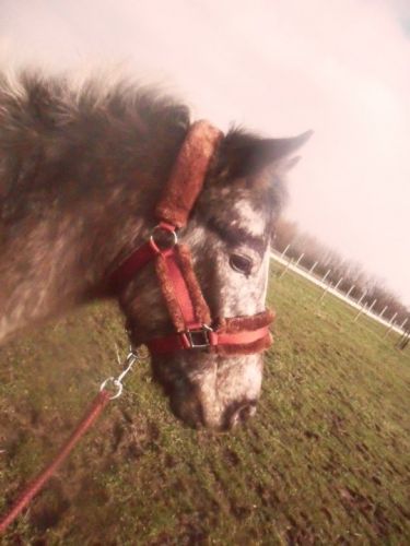 Alcapone mon chouchou ! 