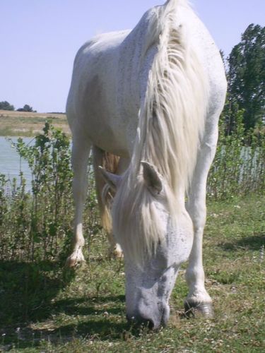 mon chiri a moua