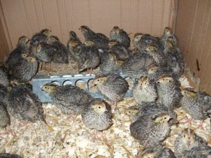 Cailles âgées de 13 jours