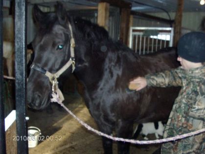 mon frere qui brosse un cheval &laquo;on ne voit pas sa tout les jour&raquo;