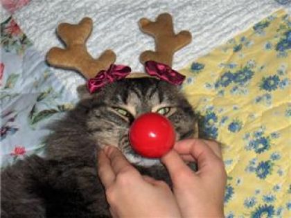 a se quil etait mignon ,le petit chat au nez rouge