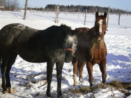 mon cheval et son amie Bugs